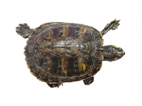 Running turtle
