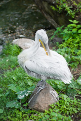 White Pelican - Pelecanus onocrotalus