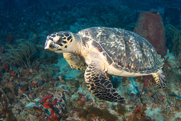Close up view of a Hawksbill Turtle