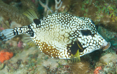 Naklejka na ściany i meble A Smooth Trunkfish looking for a meal on a coral reef.