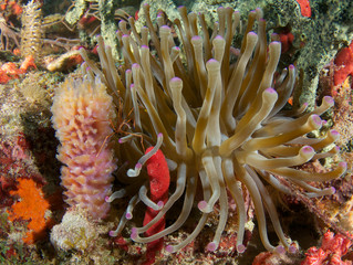 Giant Anemome on a coral reef amongst many sponges.