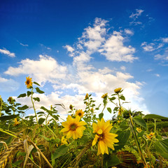 Sommer: Sonnenblumen auf Wiese