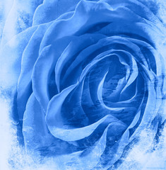 blue rose background - 43458516