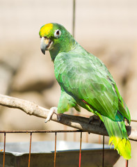 Yellow-naped Amazon Parrot (Amazona auropalliata)