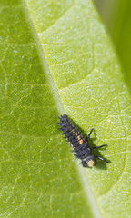 Ladybird Larvae