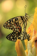 Lime Butterfly butterflies (Papilio demoleus) mating