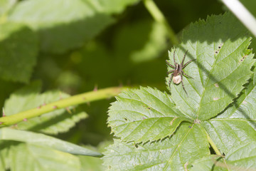 Spider ( Pardosa monticola)
