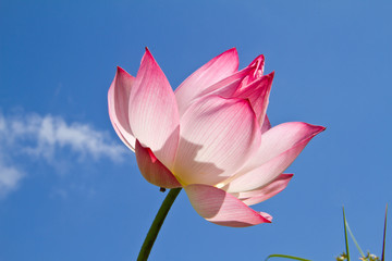 Pink lotus on blue sky