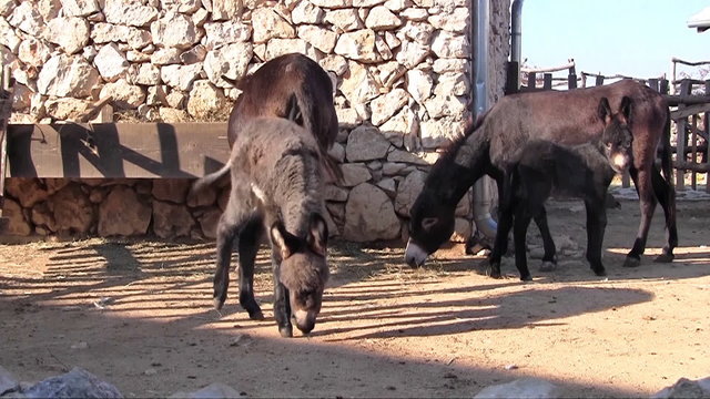 Four donkeys on the farm