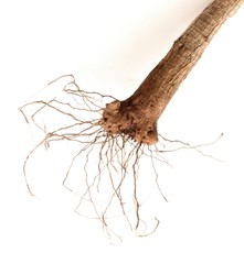 Detail of Roots - Dracaena fragrans.