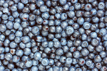background of freshly picked blueberries