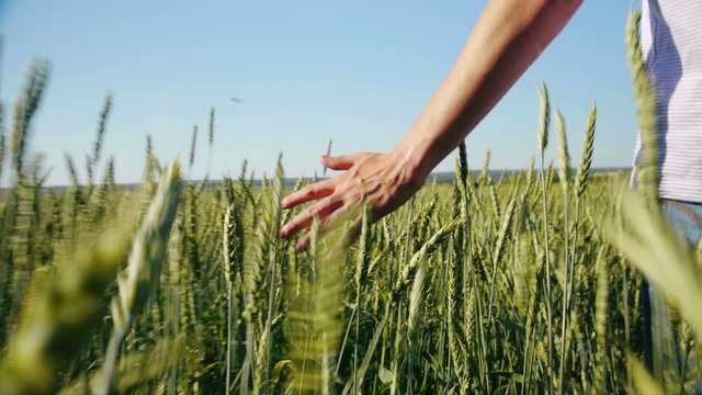 Male hand touching rye in wheat  field