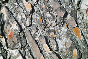 Pine tree skin texture