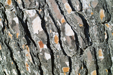 Pine tree skin texture