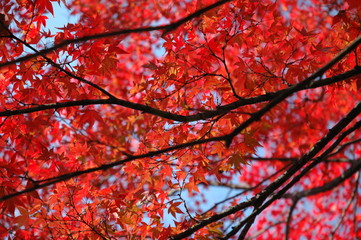 Momiji, Maple tree in Japan