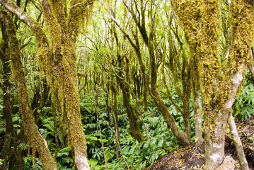 Fototapeta premium Forest at Faial island, Azores