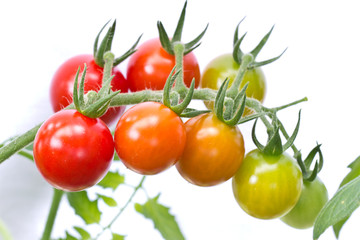 Cherry tomatoes are ripe and not ripe yet