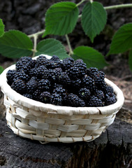 blackberry basket