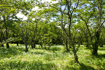 forest of cherry trees
