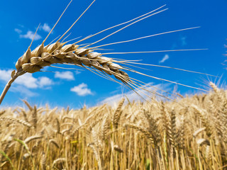 Gerste auf einem Feld