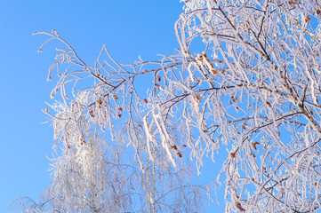 frosty birch-tree
