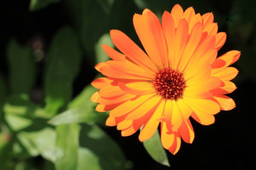 Calendula