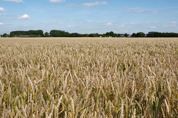 grain field in holland