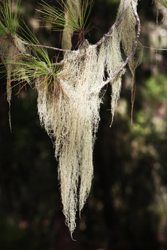 PFLANZEN_1422_Kanarenkiefer