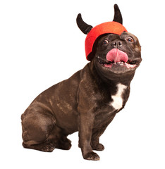 cunning french bulldog in a  helmet with horning
