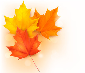 Autumn background with leaves