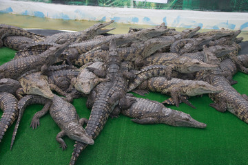 Crocodile farm