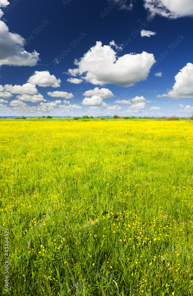 Sticker Big field of flowers