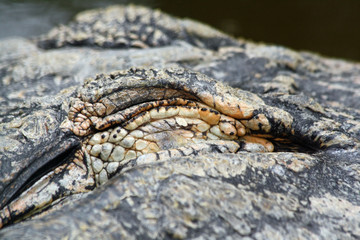 TIERE_0883_Mississippi-Alligator