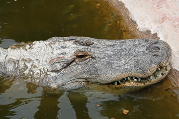 TIERE_0884_Mississippi-Alligator