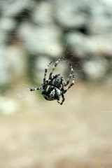 closeup of black and white spider in web
