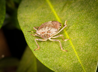 Stinkbug or shield bug on leaf of plant