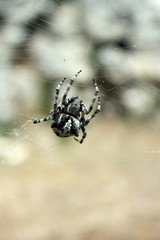 closeup of black and white spider in web