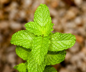 Mint leaves on herb plant in macro
