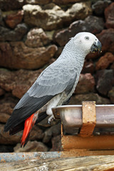TIERE_0897_Papagei_Graupapagei