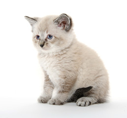 Cute kitten on white