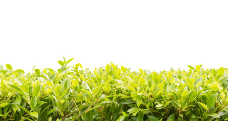 Obraz premium green leaf