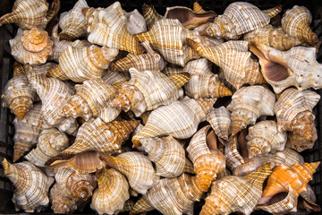 Seashells for sale.