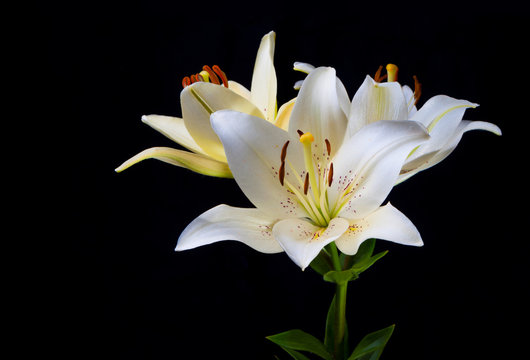 Lily flowers on a black background.