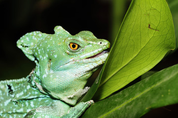 Close up of Green Basilisk Lizard