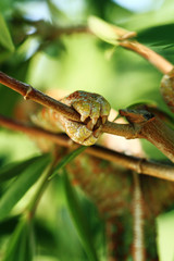 Chamaeleo calyptratus