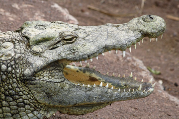 TIERE_0919_Stumpfkrokodil