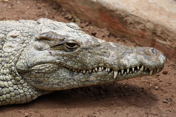 TIERE_0921_Stumpfkrokodil