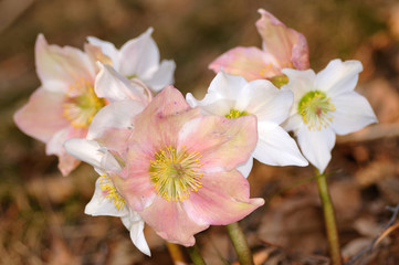 Group of Hellebore (Helleborus niger) flowers in their habitat