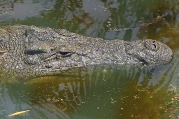 TIERE_0928_Stumpfkrokodil