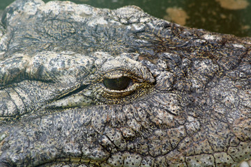 TIERE_0930_Stumpfkrokodil